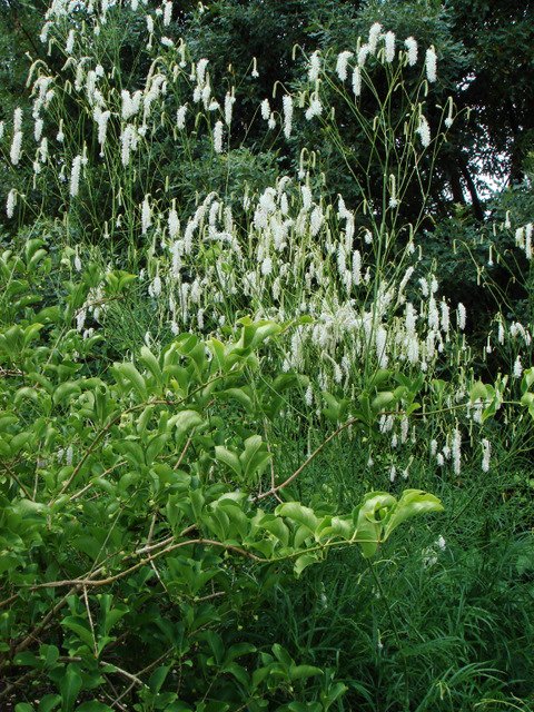 Sanguisorba tenuifolia var.alba